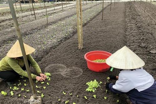 Tập huấn kỹ thuật sản xuất rau an toàn theo VietGap