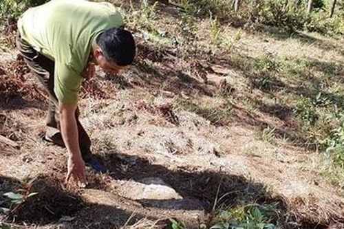 Lâm tặc dọn sạch hiện trường sau khi khai thác gỗ