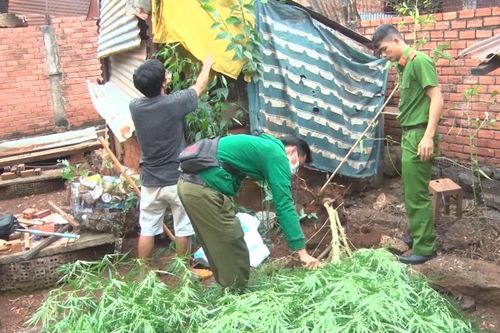 Triệt xóa cây cần sa khủng trong vườn một hộ dân