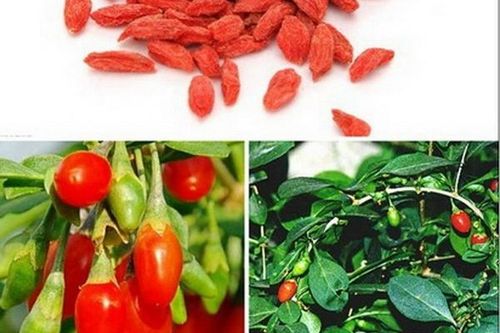 Món ăn ấm tỳ vị, bổ nguyên khí
