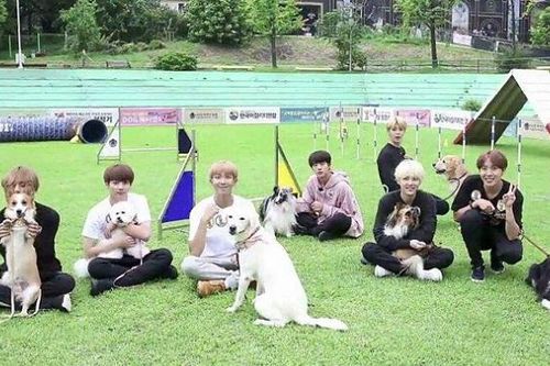 BTS phản ứng lầy lội khi bị cún cưng phá ngang phỏng vấn