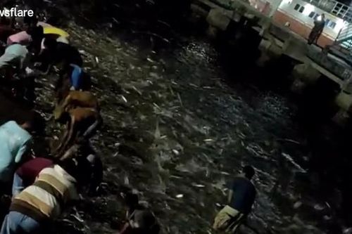 Kì lạ hiện tượng hàng nghìn con cá thi nhau nhảy lên bờ