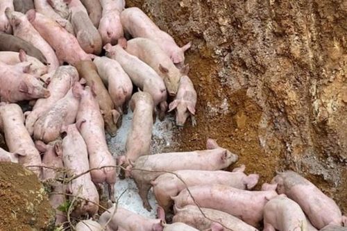 Thanh Hóa: Triệu tập người vứt bỏ đàn lợn nghi bị bệnh bên vệ đường