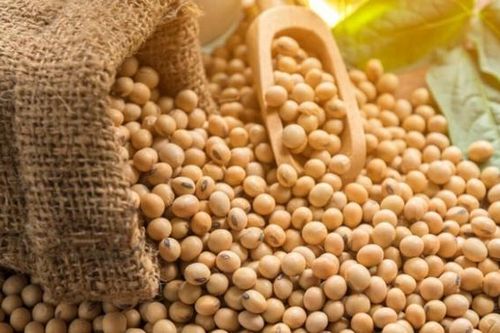 Nhóm sản phẩm đậu tương trên thế giới có thể tiếp tục đi ngang trong hôm nay