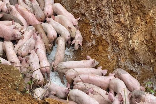 Công an triệu tập người vứt bỏ đàn lợn bị bệnh bên vệ đường