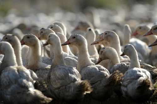 Pháp xác nhận ổ dịch cúm gia cầm H5N8 tại một trang trại nuôi vịt
