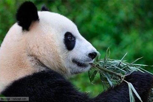 Gấu trúc cũng ăn thịt
