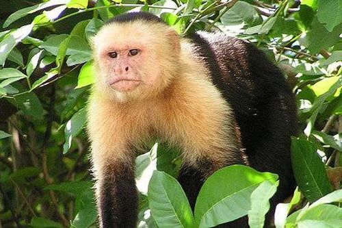 Khỉ đực dùng nước tiểu để hấp dẫn khỉ cái