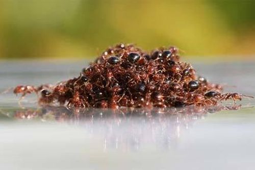 Xem kiến lửa kết thành bè vượt lũ