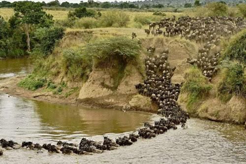 Cuộc di cư của động vật bên trong khu bảo tồn ở Kenya