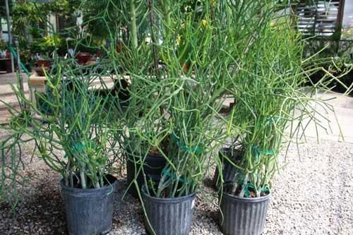Cách chữa viêm xoang hiệu quả bằng cây giao