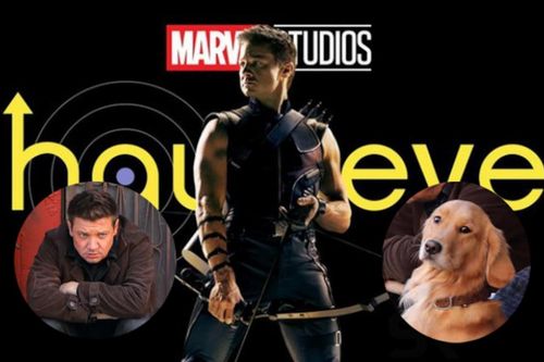 Kẻ chiếm spotlight nhất series 'Hawkeye' không phải nhân vật chính mà là chú chó 'Gâu Đần', ngộ chưa?