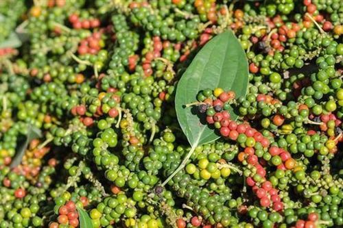 Giá tiêu hôm nay 8/12: Tăng nhẹ, thị trường thế giới hiện đang có triển vọng tốt