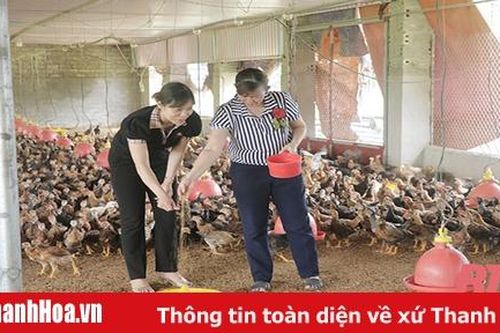 Chuẩn bị gia cầm phục vụ thị trường Tết Nguyên đán