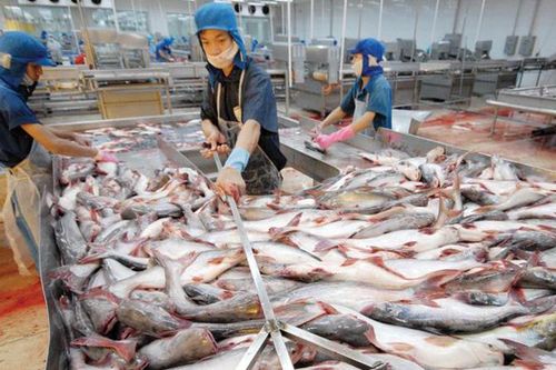Chủ động ứng phó tình thế Trung Quốc siết nhập khẩu thủy sản do Covid-19