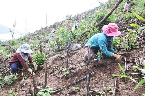 Toàn tỉnh Khánh Hòa trồng hơn 1.285ha rừng