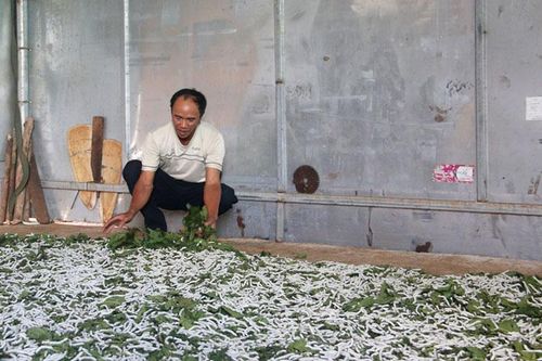 Lộc Tân phát triển nghề trồng dâu, nuôi tằm