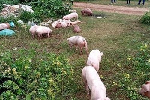 Triệu tập người đàn ông vứt bỏ đàn lợn nghi bị bệnh