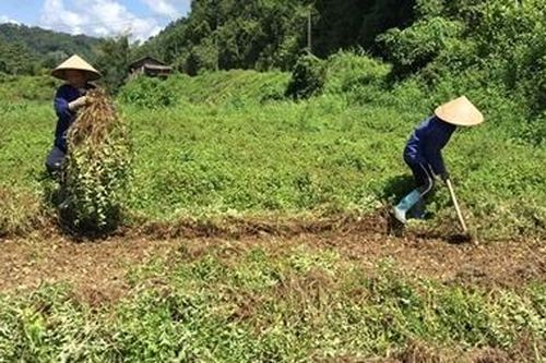 Ký kết Nghị định thư xuất khẩu thạch đen sang Trung Quốc
