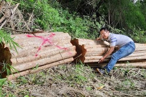 Bắt xe chở lượng lớn gỗ lậu ở biên giới