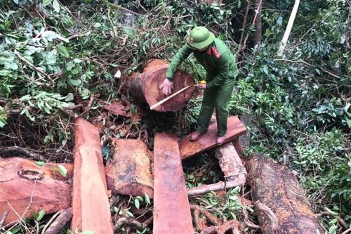 Công an Quảng Bình chặn vụ phá rừng quy mô lớn, thu hàng chục m3 gỗ quý hiếm