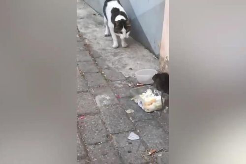 Clip: Mèo bị chuột đánh khi 'xin lại' bữa ăn của mình