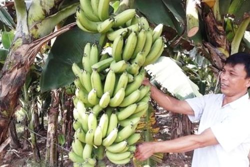 Hà Nội sẽ bố trí 227 tỷ đồng phát triển vùng chuối xuất khẩu