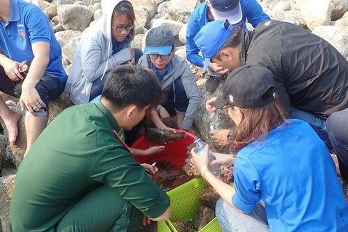 San hô cứng hồi sinh trên các kè bê tông tại Cù Lao Chàm