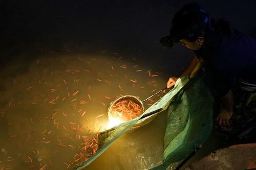 Mùa 'lộc trời' người dân Nghệ An không dám rời ruộng, vớt tiền triệu mỗi ngày