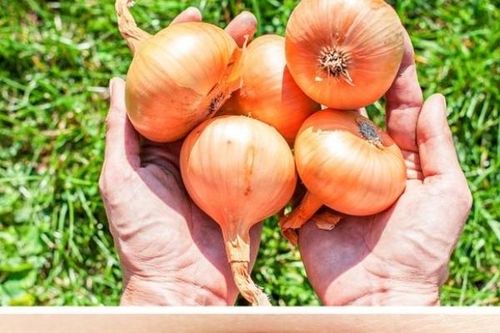 Thường xuyên ăn hành tây bạn sẽ nhận được điều kỳ diệu