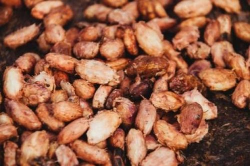 Các mặt hàng nguyên liệu công nghiệp trên thế giới diễn biến trái chiều phiên đầu tuần