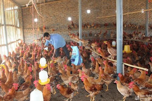 Nông dân Anh Sơn nhân rộng mô hình nuôi gà trên nền đệm lót sinh học