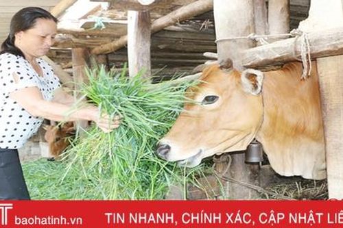 Chăn nuôi đại gia súc: 'Việc nhẹ lương cao' ở huyện miền núi Hà Tĩnh