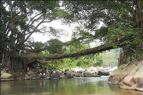 Cầu rễ cây kỳ thú, 'độc nhất vô nhị' ở Indonesia