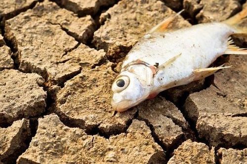 Trái Đất bước vào thời kỳ tuyệt chủng mới