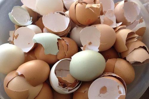 Những tác dụng kỳ diệu, bất ngờ của vỏ trứng
