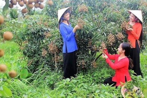 Ngày hội bánh - trái ở Cần Thơ, cơ hội để du khách khám phá nét văn hóa phương Nam