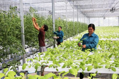 Kinh tế hợp tác tác động đến đời sống, thu nhập và sức mua của 30 triệu người