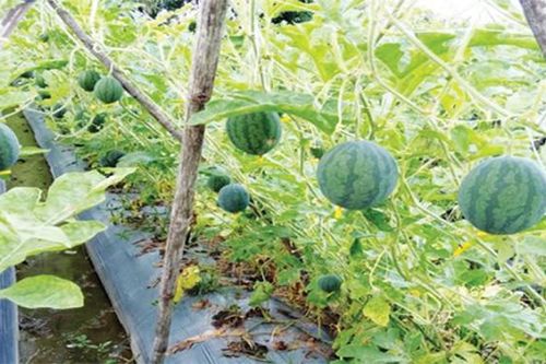 Làm giàn trồng dưa hấu