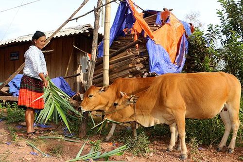 Cần phát huy tính tự lực của người dân trong giảm nghèo