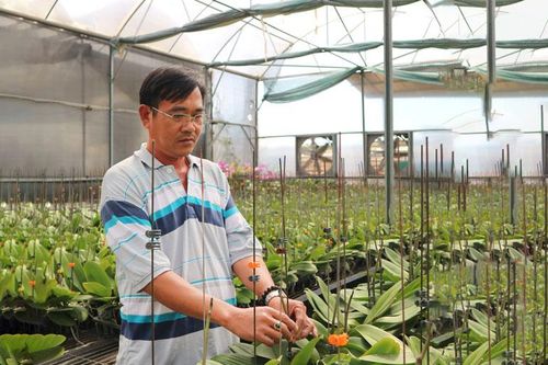 Trang trại lan hồ điệp tiền tỉ trên đất N'Thol Hạ