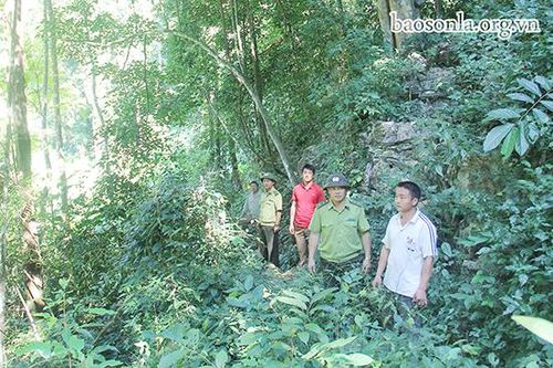 Quỳnh Nhai giữ rừng mùa khô hanh