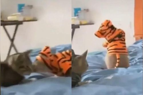 Clip: Chuột ngại ngùng khi lỡ hôn mèo