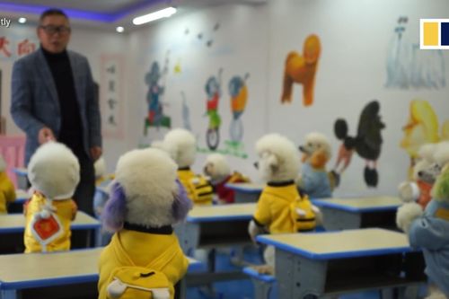 Ngôi trường dạy chó biết làm toán và nhảy dây ở Trung Quốc