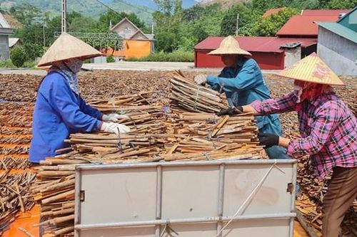 Cây thoát nghèo ở Nậm Đét