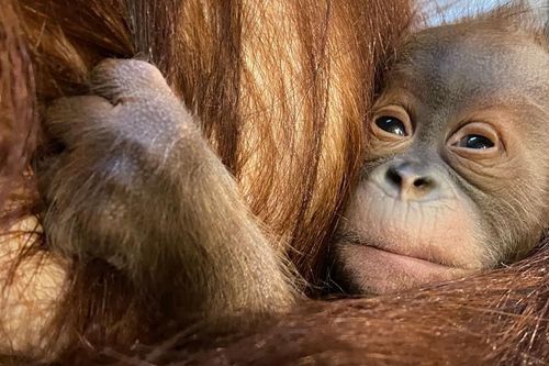Đười ươi quý hiếm Sumatra chào đời tại Bỉ