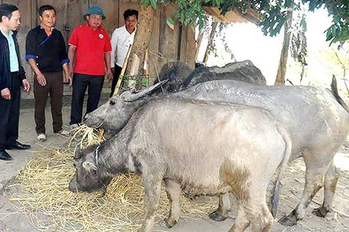 Tăng cường quản lý, kiểm soát loài ngoại lai xâm hại
