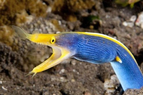 Loài động vật có khả năng tự 'chuyển giới' một cách khó tin