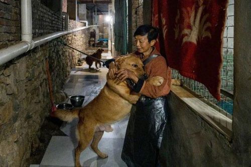 Người phụ nữ nuôi hơn... 1.300 con chó, 100 con mèo