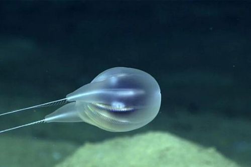 Phát hiện sinh vật có tua kỳ dị dưới đáy biển